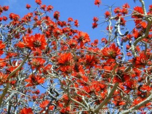 coral tree2