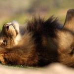 lazy-lion-wallpaper