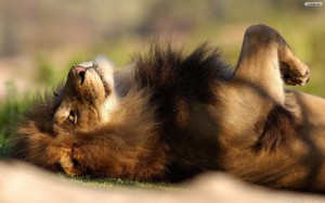 lazy-lion-wallpaper