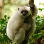 401px-Propithecus_candidus_003