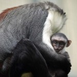 Owabi (R), a two-week-old monkey cub of