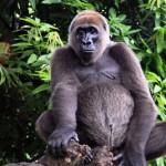 Cross_river_gorilla