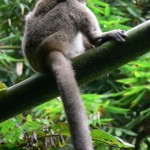 Greater_Bamboo_Lemur_aspinall@body