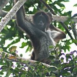 brown_spider_monkeys_26112