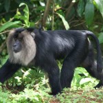 lion-tailed-macaque-Valpar