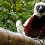 madagascar