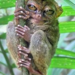 pygmy-tarsier