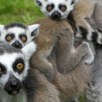 ring-tailed-lemurs_