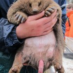 echidna-penis-442x590