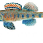 Etheostoma obama, a new species described by Mayden and Layman