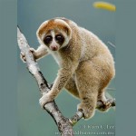 slowloris1