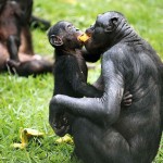 bonobo