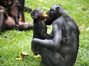 bonobo