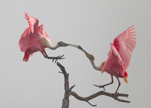 courtship2