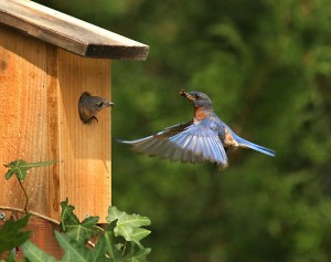courtship5
