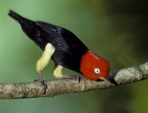 courtship6