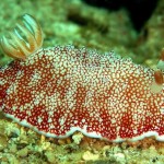 Chromodoris-reticulata