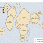 rodinia_mauritia_624