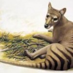 thylacine-loss-humans-responsible