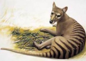 thylacine-loss-humans-responsible