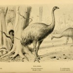 new-zealands-delicious-defenseless-moa