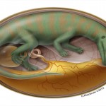 dinoembryo