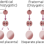 Twin genomes