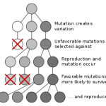 A schematic of natural selection, one of the chief theoretical mechanisms explaining the observed evidence for common descent
