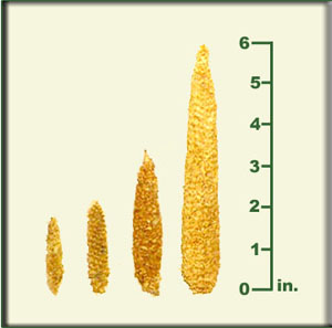 evolution of corn