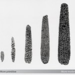 CornProgression