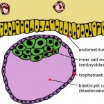 A generic blastocyst, several dozen cells, roughly the size of the period at the end of this sentence.