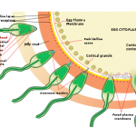 Human fertilization