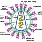 HIV1
