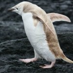 all-white-penguin