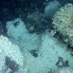 antarctic_vents