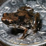 tinyfrog