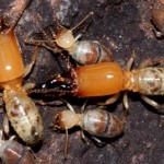 TermiteJihad