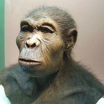 Reconstruction of Homo habilis at the Westfälisches Museum für Archäologie, Herne, courtesy of the Wikipedia.