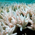 Bleached coral at the Keppel Islands on the southern Great Barrier Reef in Queensland, Australia. Image courtesy of Reuters/UK Guardian