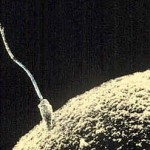 299px-Sperm-egg