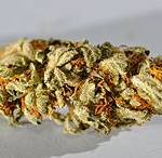 Cannabis_macro