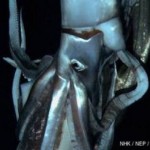 squid