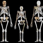 739px-Australopithecus_sediba_and_Lucy