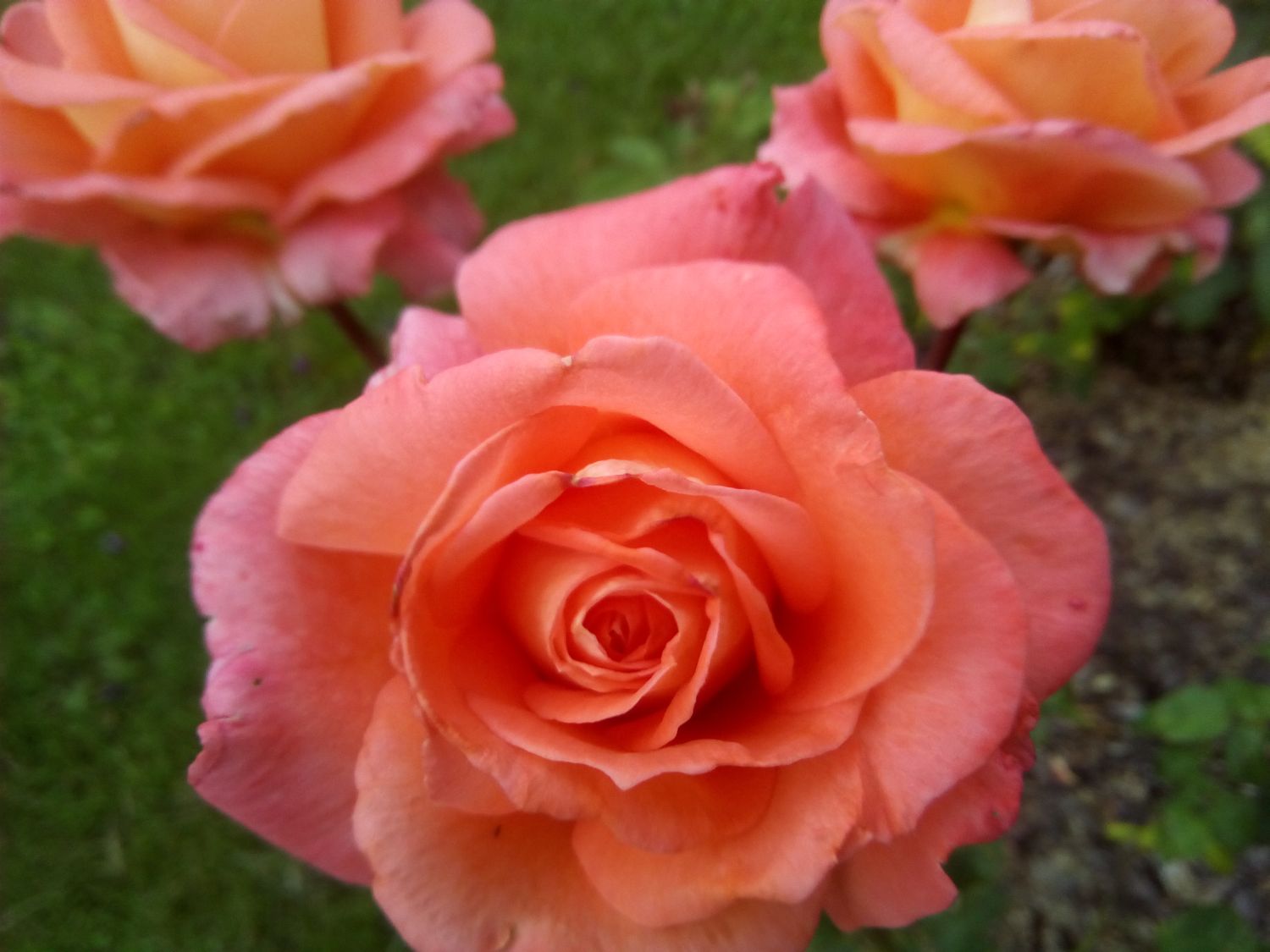 Roses, Just Roses.