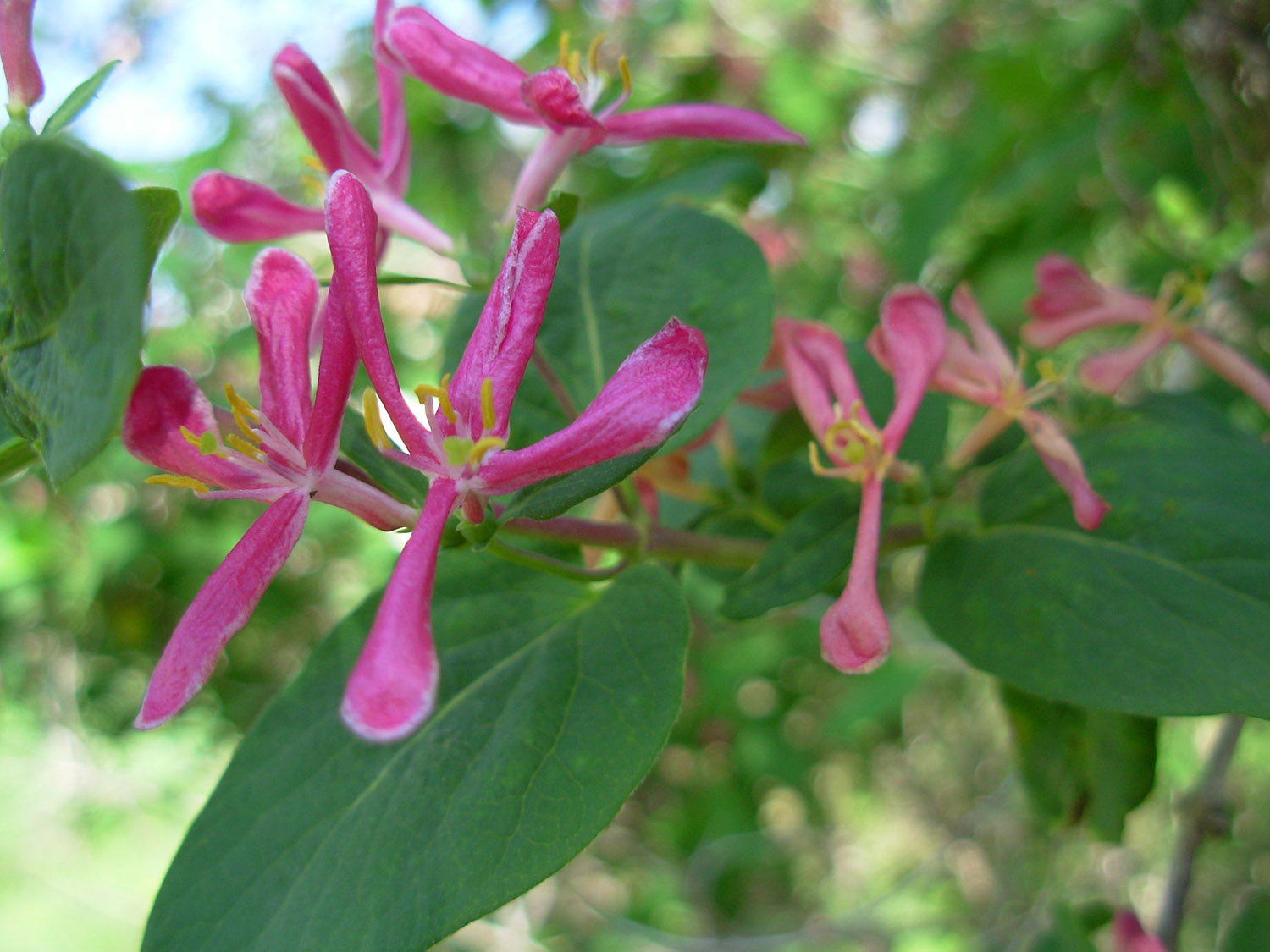 Honeysuckle.