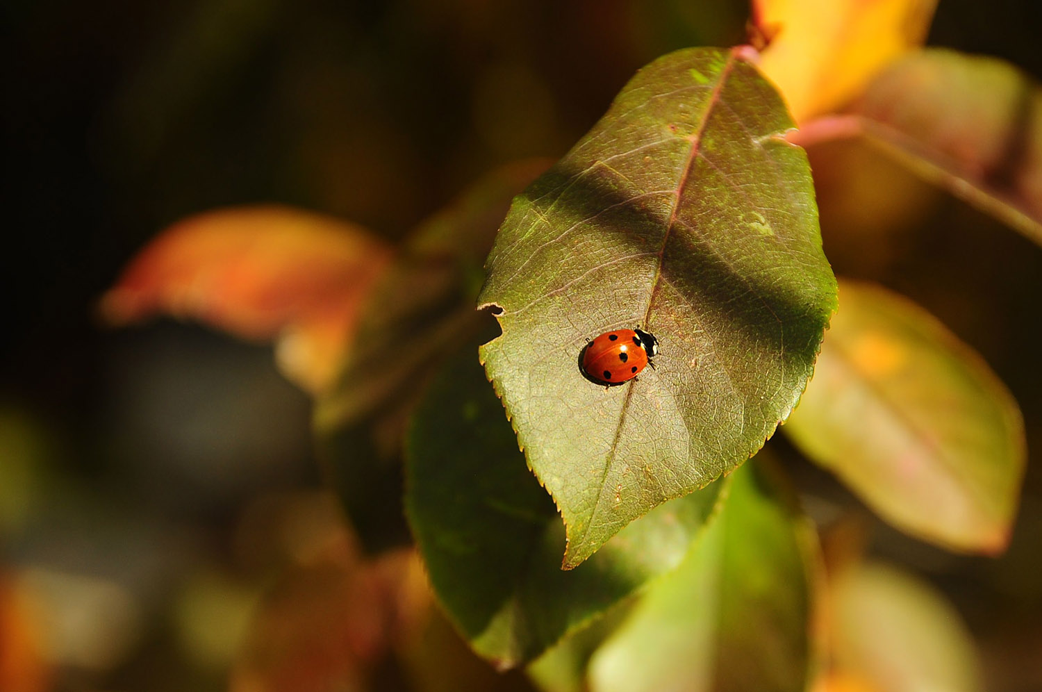 Ladybird.