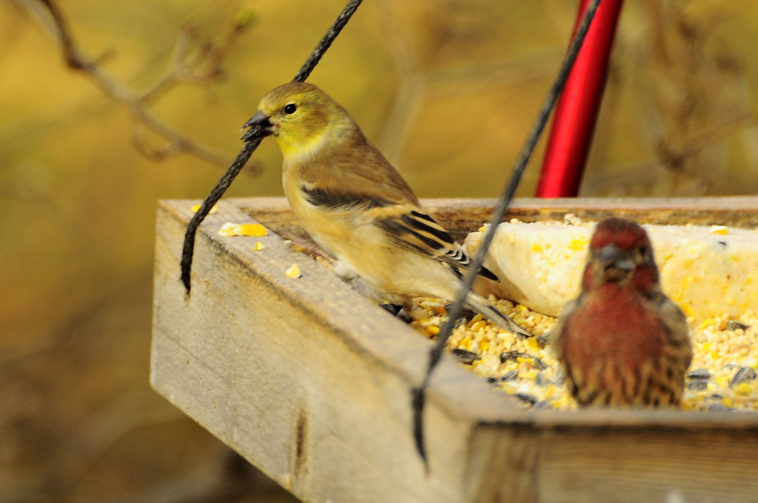 The Daily Bird 524 the-daily-bird-524