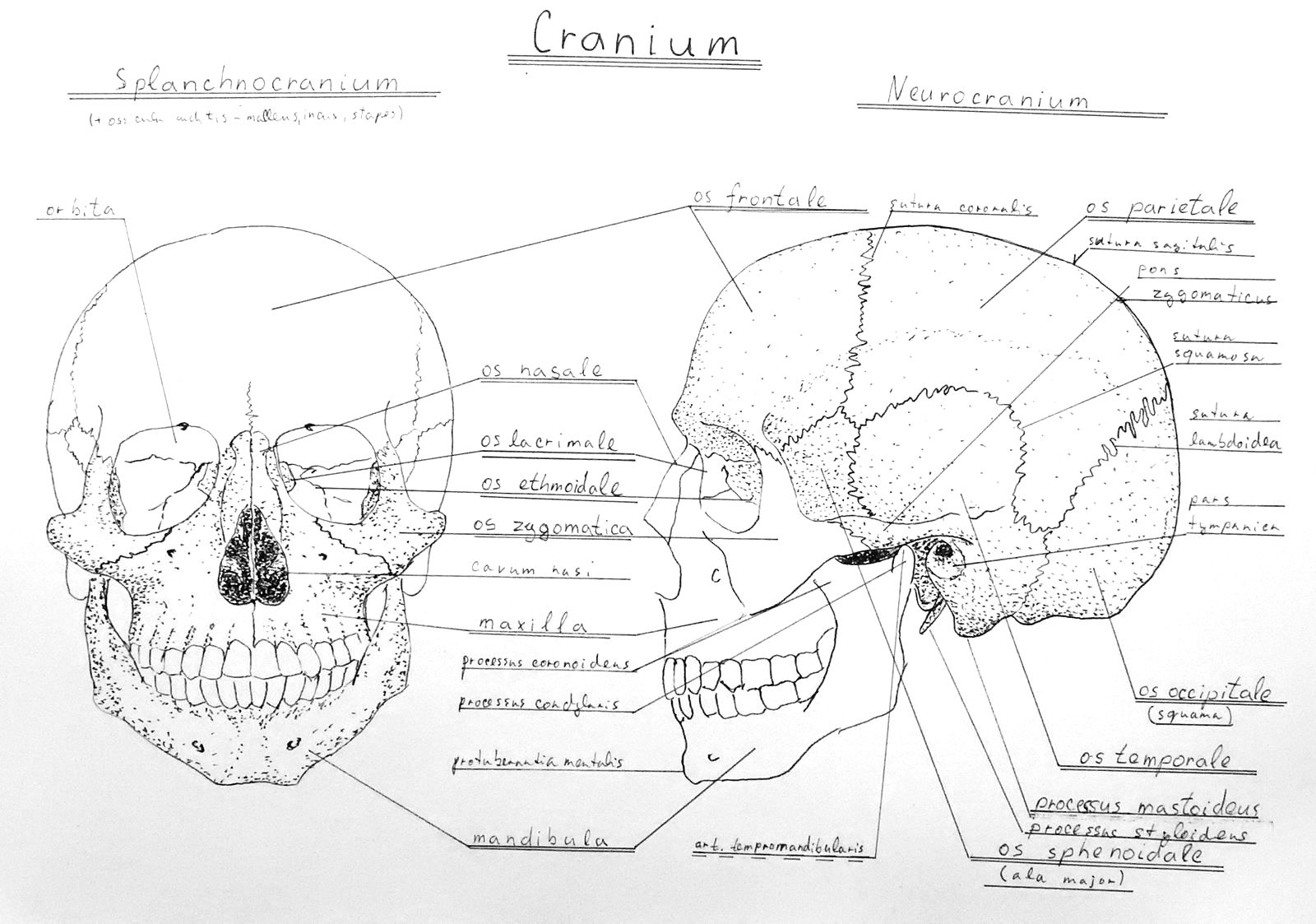 Anatomy Atlas Part 4 – Skull