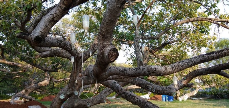 Saving A Tree, One Drip At A Time.