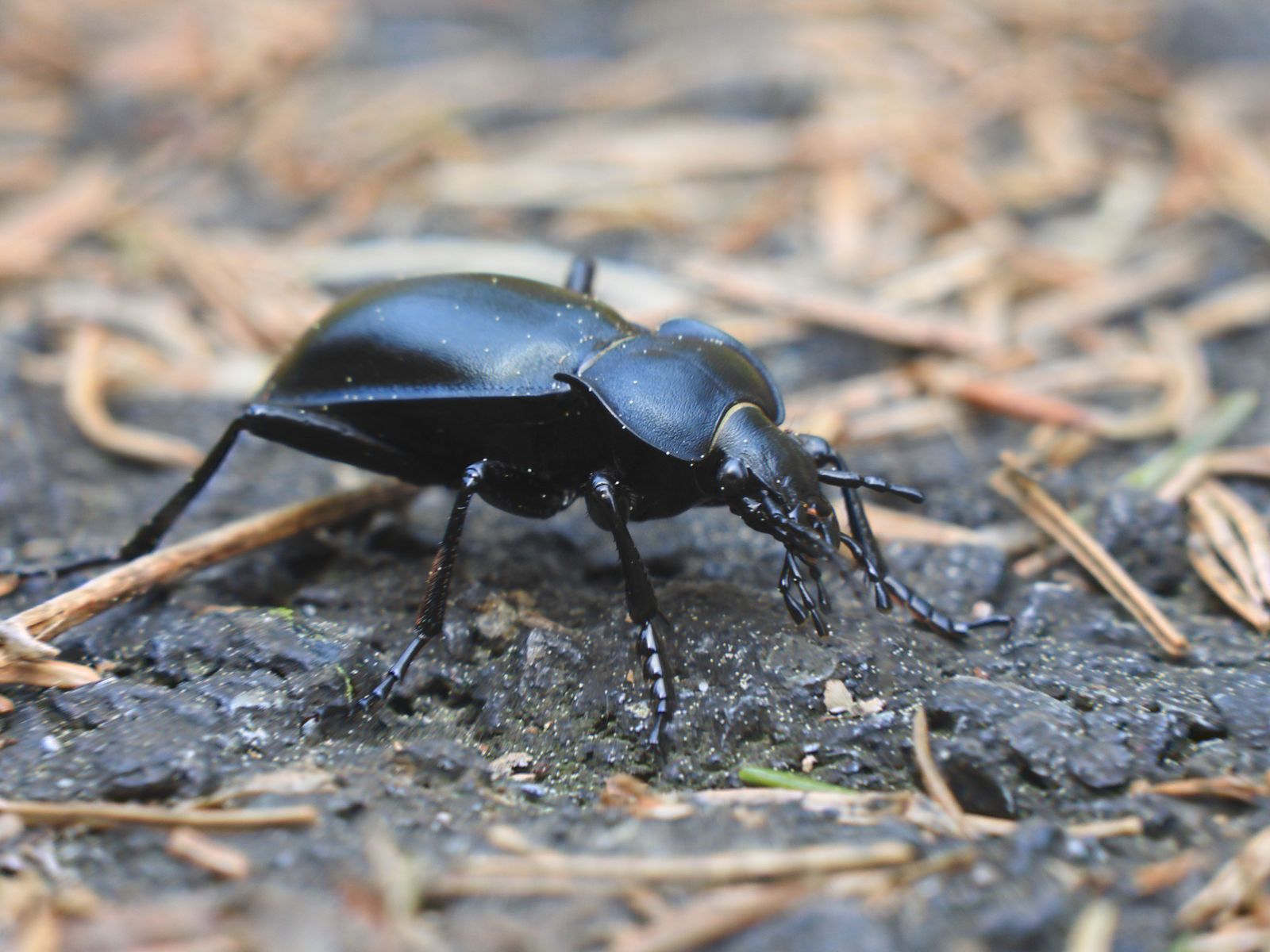 Ground Beetle